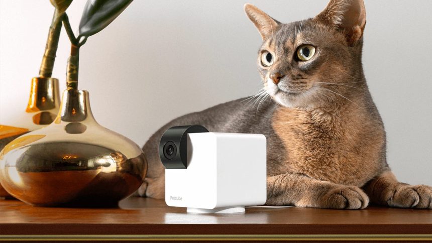 Best Home Pet Cams of 2025: Tested with Our Pets