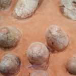 Image of a brownish rock with lots of cracked oval shapes embedded in it.