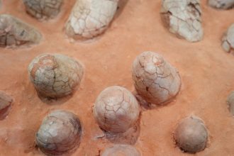 Image of a brownish rock with lots of cracked oval shapes embedded in it.